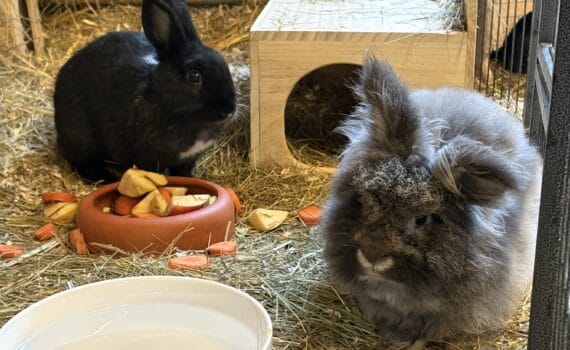 Zwei Kaninchen in einem Gehege mit Stroh, einem Napf mit Wasser und einem Napf mit Apfelstücken, sowie einem Holzhäuschen mit Heu.