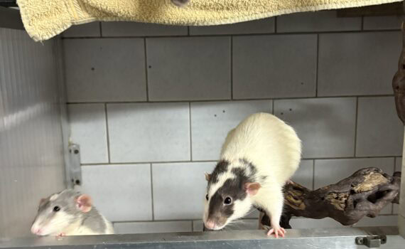 Drei Ratten in einem Käfig im Tierheim Siegen, zwei unten und eine oben, mit Kachelwänden im Hintergrund.