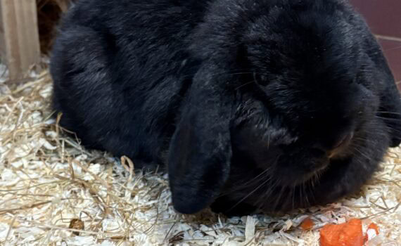 Schwarzes Kaninchen auf Holzspänen mit Karottenstücken im Haus.