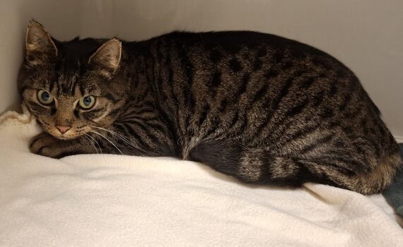 Getigerte Katze mit grünen Augen auf cremefarbener Decke im Tierheim Siegen.