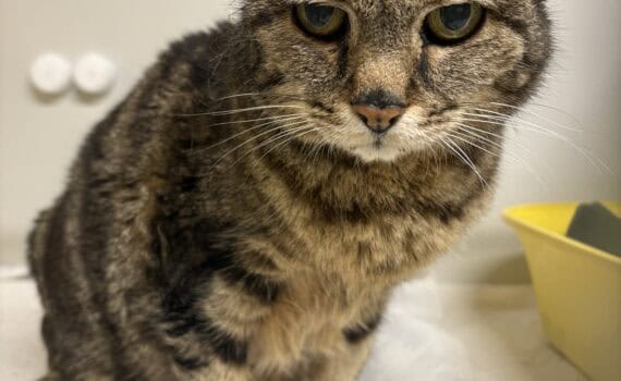 Braun getigerte Katze mit aufgerichteten Ohren sitzt auf weißer Unterlage vor weißer Wand und gelbem Katzenklo.