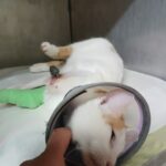 Weiße Katze mit Halsband und grün bandagiertem Bein auf einer Decke im Tierheim Siegen.