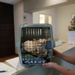 Katze im Transportbehälter auf dem Tresen der Rezeption des Tierheims Siegen.