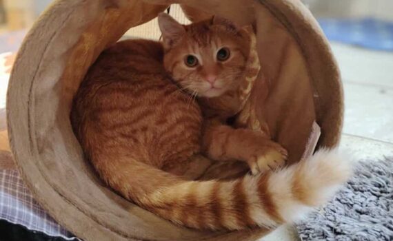 Orange gestromte Katze späht aus einem braunen Tunnel auf dem Fliesenboden.