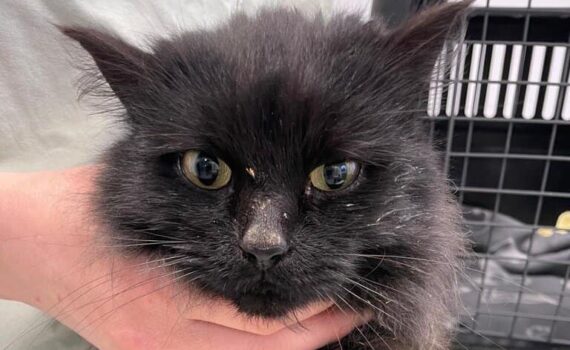 Langhaarige schwarze Katze mit staubigem Gesicht, die unter dem Kinn gehalten wird.