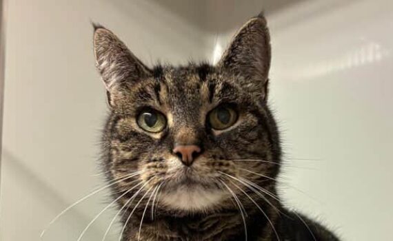 Getigerte Katze im Zwinger mit blauem Katzenklo und Handtuch in der Nähe.