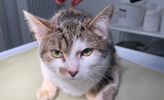 Eine Katze mit hellem Fell liegt auf dem Tisch und wird von einer Hand gestreichelt.