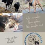 Schafe, braune französische Bulldogge, Kätzchen und das Logo des Tierheims Siegen.