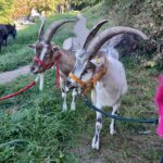 Zwei Ziegen mit gebogenen Hörnern im Gras, die Geschirre tragen.