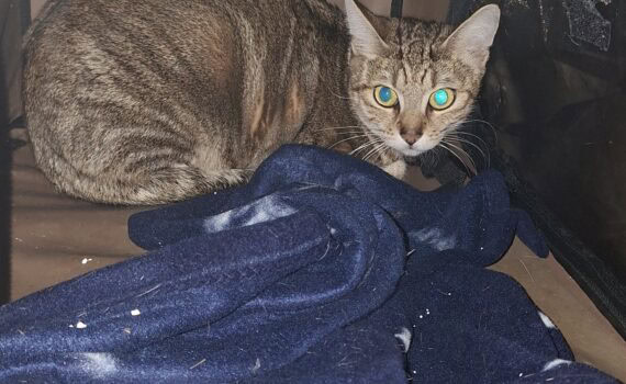 Braun getigerte Katze mit leuchtenden Augen sitzt in einer Kiste auf einer blauen Decke.