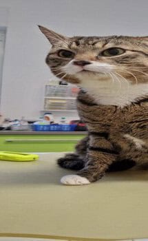 Aufmerksame getigerte Katze auf dem Untersuchungstisch im Tierheim Siegen.