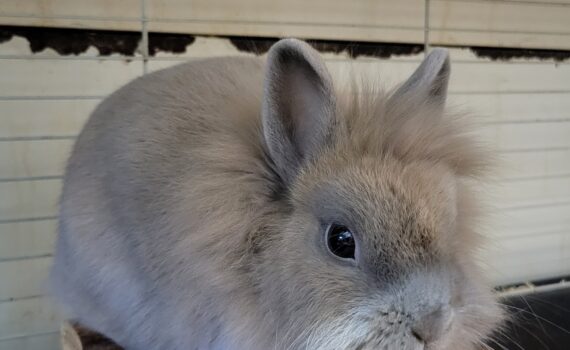 Kleiner, flauschiger Kaninchenkopf mit aufgerichteten Ohren sitzt auf einem Holzbrett in einem Käfig.