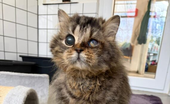 Flauschige braun getigerte Katze mit trüben Augen auf dem Fliesenboden im Tierheim Siegen.