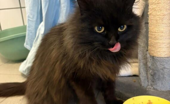 Eine flauschige schwarze Katze leckt sich die Lippen an einem gelben Napf in der Nähe von Decken.