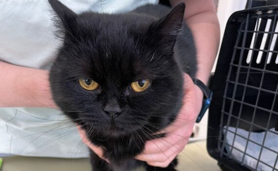 Eine Person hält eine schwarze Katze mit einem Thermometer im Tierheim Siegen.