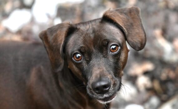 Brauner Hund mit ausdrucksvollen Augen schaut auf, Natur Hintergrund.