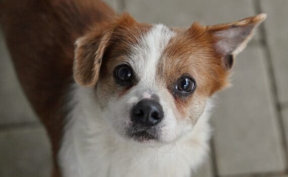 Brauner und weißer Hund mit einem Ohr nach oben, einem nach unten, schaut in die Kamera.
