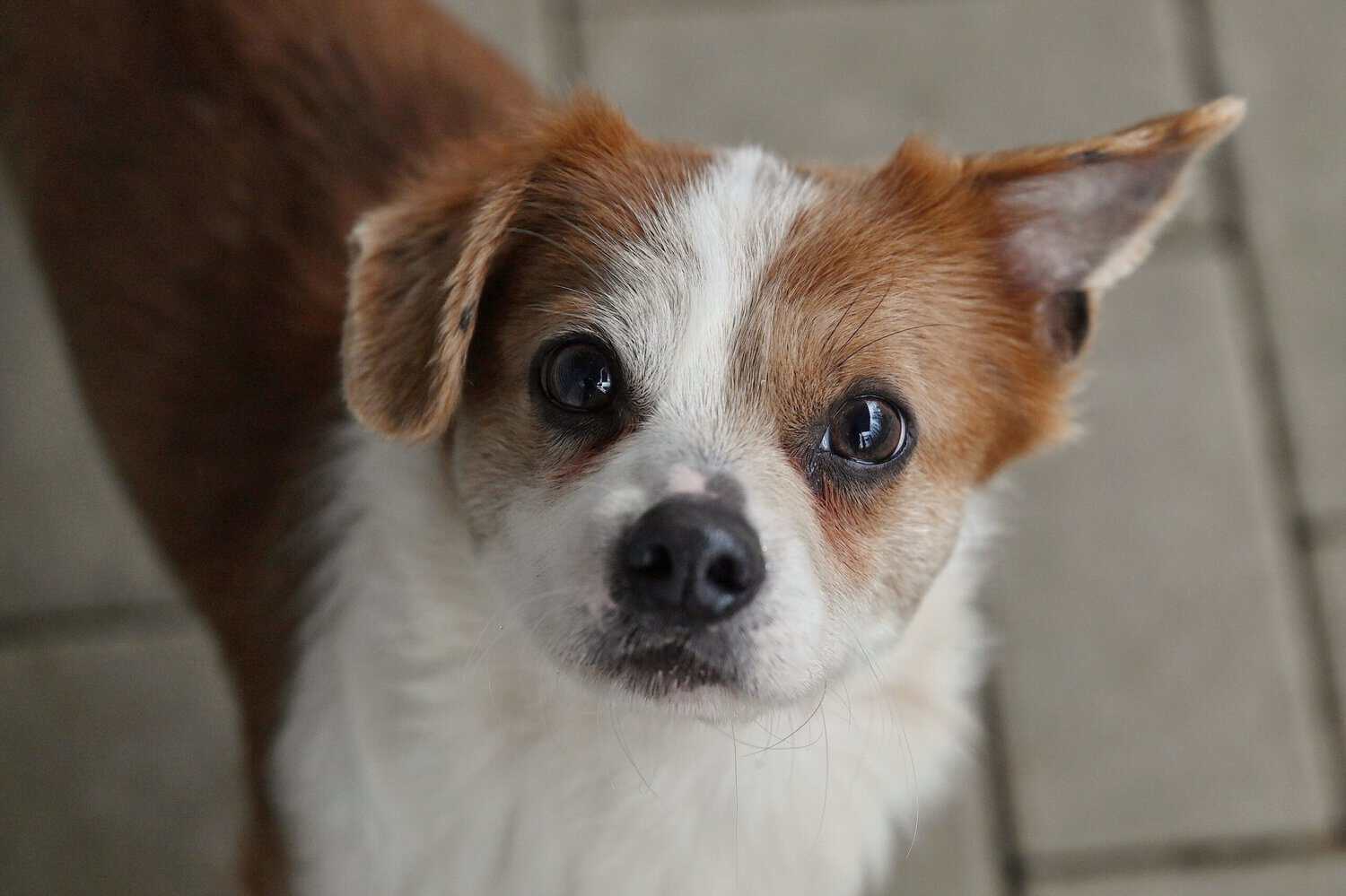 Loki, Terrier-Dackel-Mix – Tierheim Siegen
