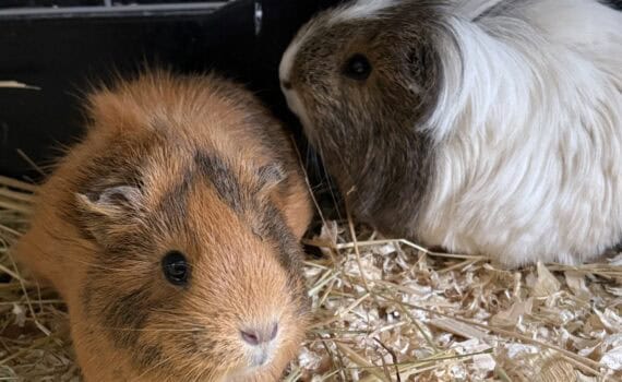 Braune und weiße Meerschweinchen auf Stroheinstreu in einem Käfig.