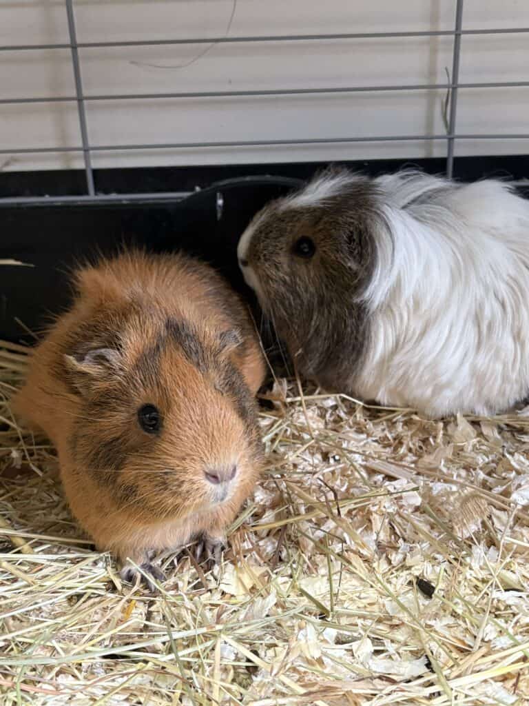 Braune und weiße Meerschweinchen auf Stroheinstreu in einem Käfig.