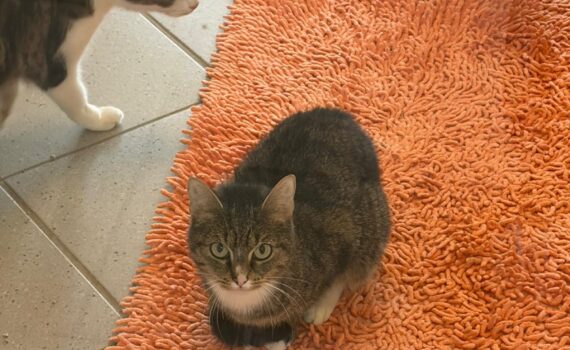 Drei Katzen auf orange-grauen Teppichen im Tierheim Siegen.