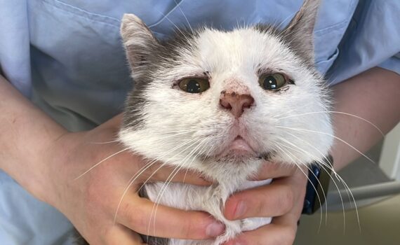 Eine Person hält eine müde schwarz-weiße Katze am Untersuchungstisch eines Tierarztes.