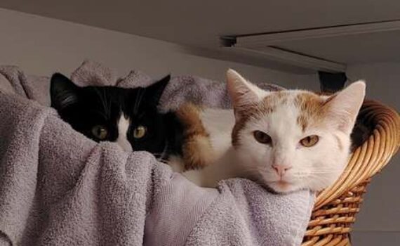 Zwei Katzen kuscheln in einem Weidenkorb mit einer Lavendeldecke.