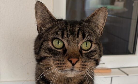 Getigerte Katze mit grünen Augen sitzt auf einem Kachelsims und schaut nach oben.