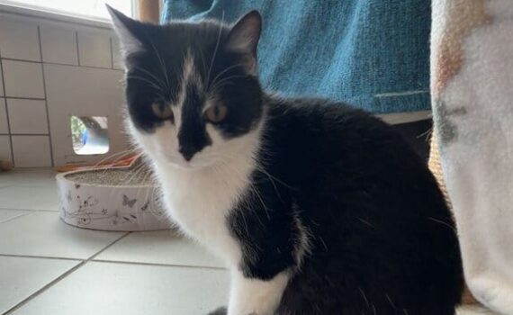 Schwarz-weiße Katze auf Kachelboden am Fenster im Tierheim Siegen.