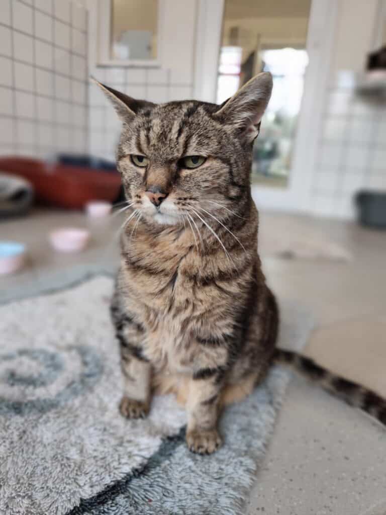 Unbeeindruckt sitzt eine getigerte Katze mit angelegten Ohren auf einem Teppich im Haus.