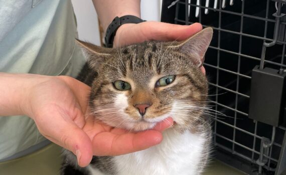 Jemand hält das Gesicht einer getigerten Katze sanft an einen Tiertransporter.