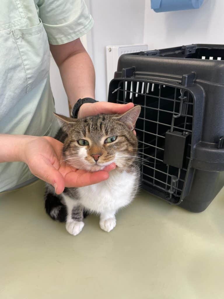 Jemand hält das Gesicht einer getigerten Katze sanft an einen Tiertransporter.