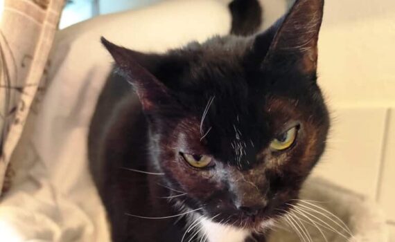 Schwarze Katze mit grünen Augen in grauem Bett, schaut ernst auf.