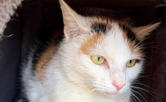 Kaliko-Katze mit grünen Augen ruht sich auf einem Vlies im Tierheim aus.