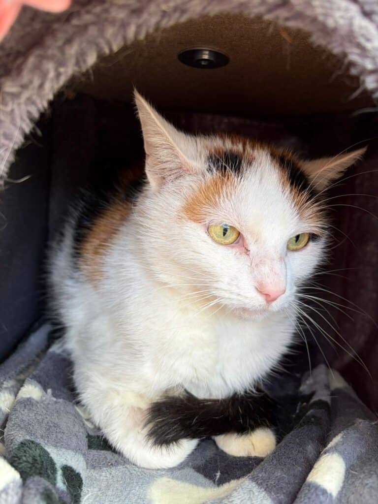 Kaliko-Katze mit grünen Augen ruht sich auf einem Vlies im Tierheim aus.