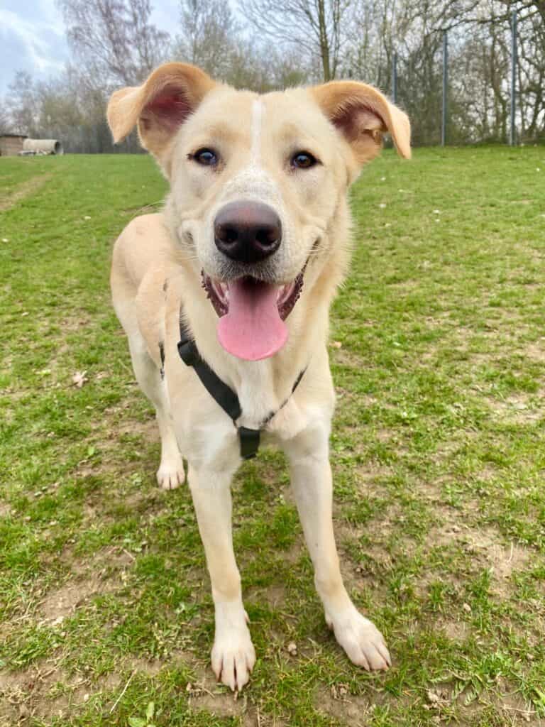 Glücklicher hellbrauner Hund im Geschirr auf der Wiese schaut in die Kamera, Tierheim Siegen.
