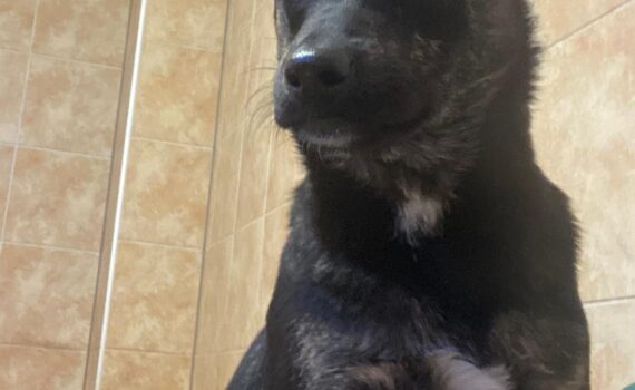 Schwarzer und brauner Hund mit einem aufgestellten Ohr, sitzend im Tierheim Siegen.