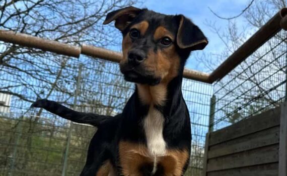 Ein junger schwarz-brauner Hund mit weißer Brust steht draußen.