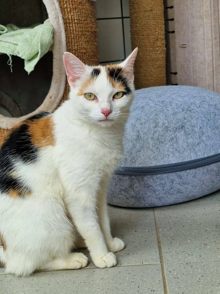 Calico-Katze auf gefliestem Boden neben grauem Kissen und Kratzbaum.