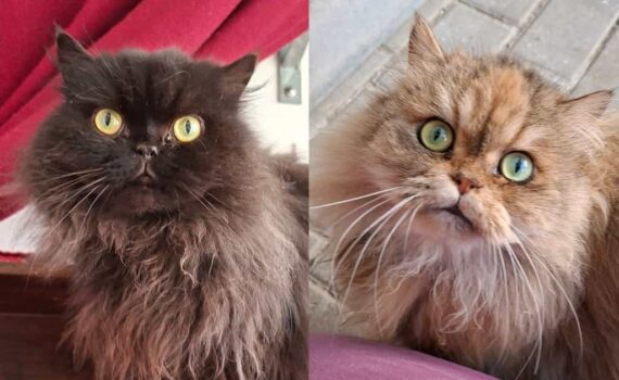 Zwei flauschige Katzen, schwarz und braun, mit grünen Augen schauen auf.