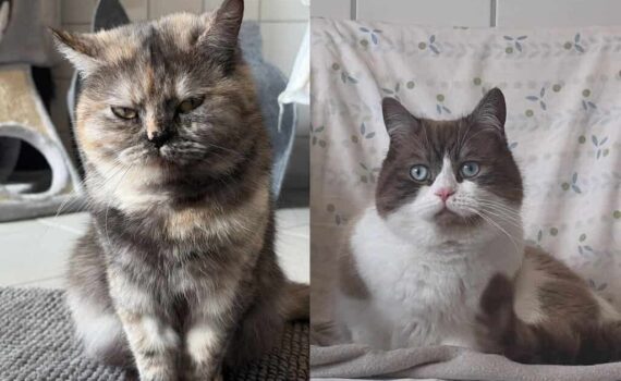 Schildpatt und weiß-braune Katzen sitzen im Haus und schauen in die Kamera.