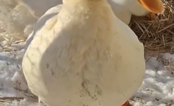 Weiße Ente mit orangefarbenem Schnabel und Füßen steht auf verschneitem Boden.