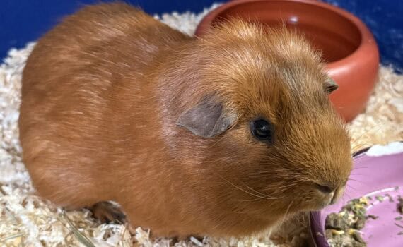 Braunes Meerschweinchen auf Holzspänen neben dem Futternapf im blauen Käfig.