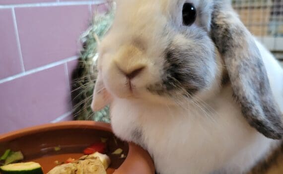 Weißes und graues Kaninchen am Futternapf im gemütlichen Tierheim Siegen.
