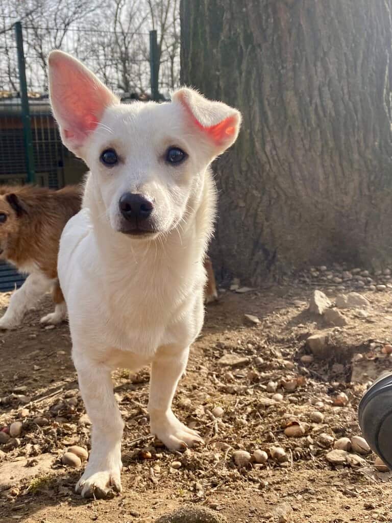 Billy, Mischling – Tierheim Siegen