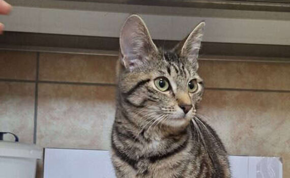 Getigerte Katze auf Metalloberfläche im Tierheim Siegen.