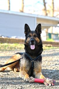 Deutscher Schäferhund auf Schotter mit Plüschtier, Geschirr und Leine.