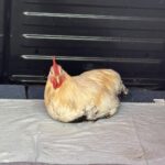 Hellbraunes Huhn mit rotem Kamm auf grauer Decke in einem Auto.