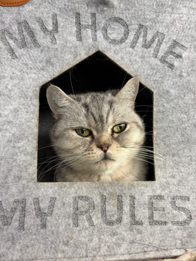 Graue Katze mit grünen Augen in hausförmiger Öffnung, "MY HOME MY RULES" oben und unten.