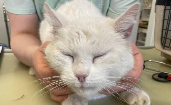 Weiße Katze mit geschlossenen Augen, sanft gehalten von einer Person in grünem Hemd.